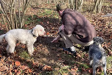Trüffelsuche: 2 Trüffelhunde im Wald