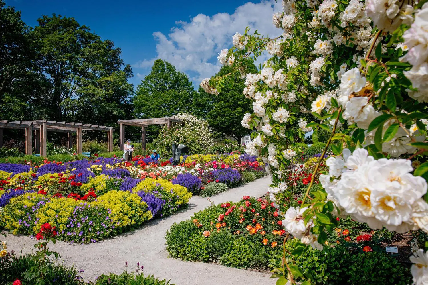 Blühender Rosengarten im egapark Erfurt in Thüringen © egapark Erfurt/Steve Bauerschmidt
